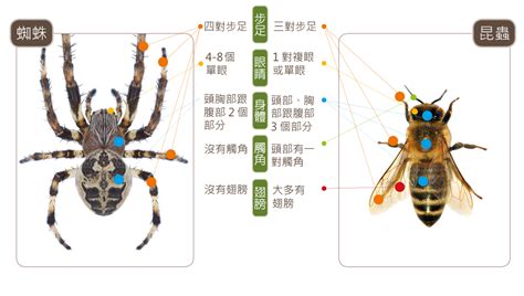 家有小蜘蛛|蛛事吉祥——家中常見蜘蛛篇